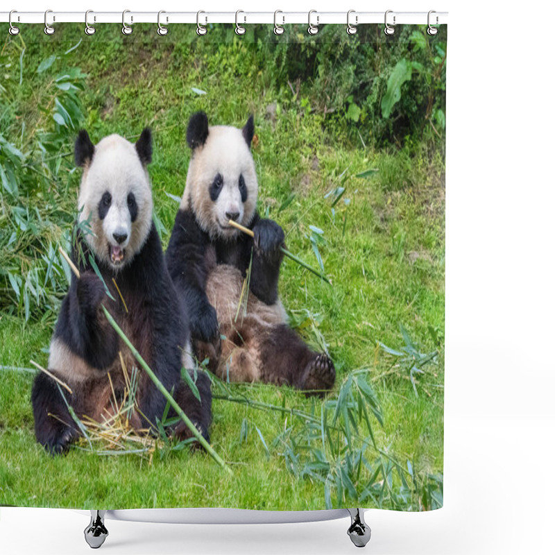 Personality  Young Giant Panda Eating Bamboo In The Grass, Portrait Shower Curtains