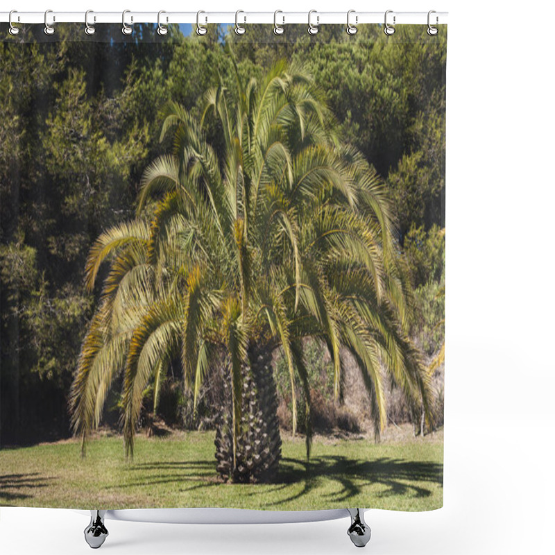 Personality   Huge Date Palm On Green Lawn Shower Curtains