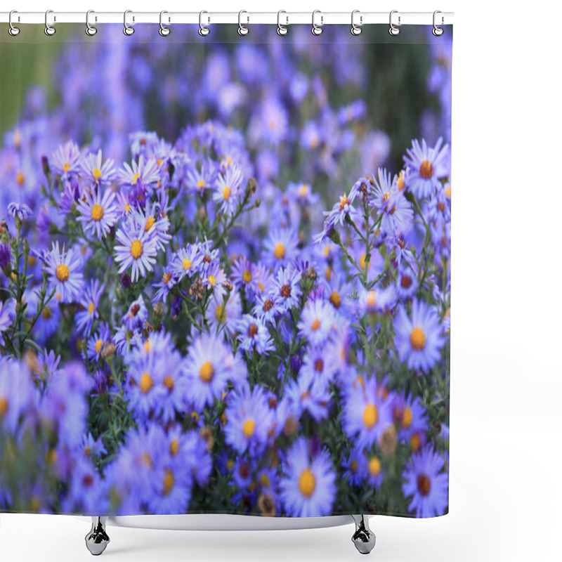 Personality  Small Purple Asters Wildflowers Background Shower Curtains