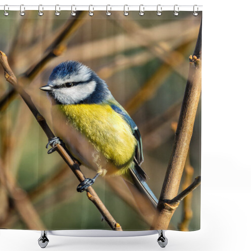 Personality  Blue Tit Feeds On Insects, Seeds, And Berries. Photographed In Father Collins Park, Dublin, Ireland Shower Curtains