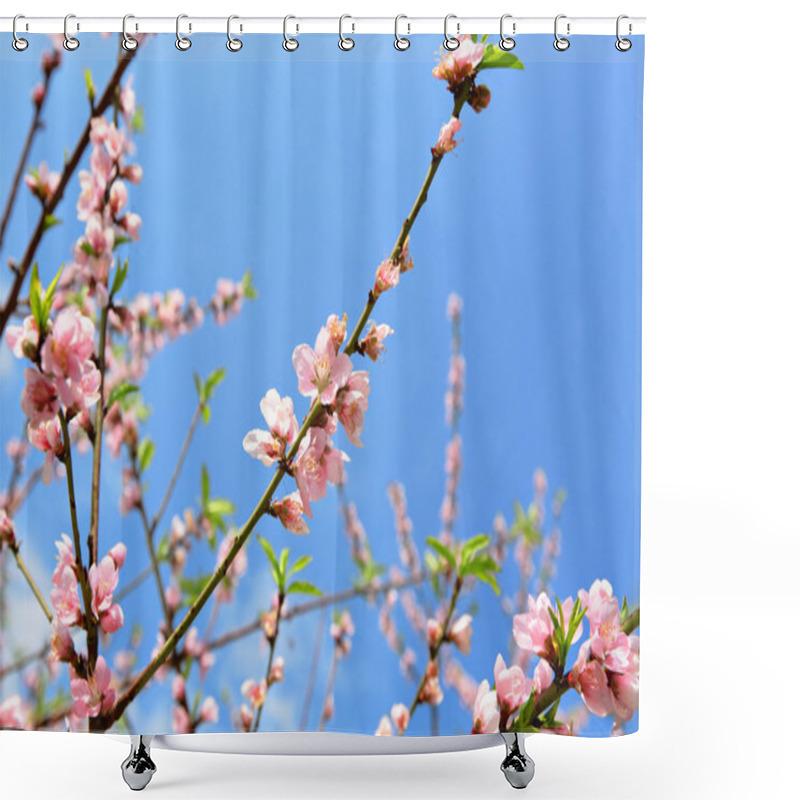 Personality  Sakura Japanese Cherry Blossoms Shower Curtains