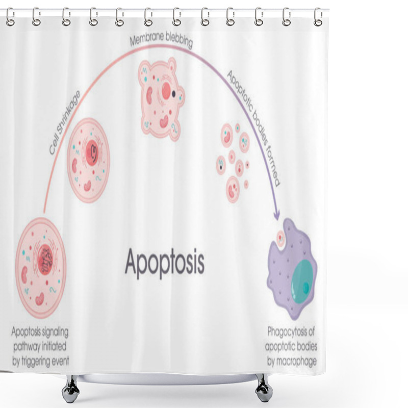 Personality  Apoptosis Programmed Cell Death Process Vector Graphic Shower Curtains