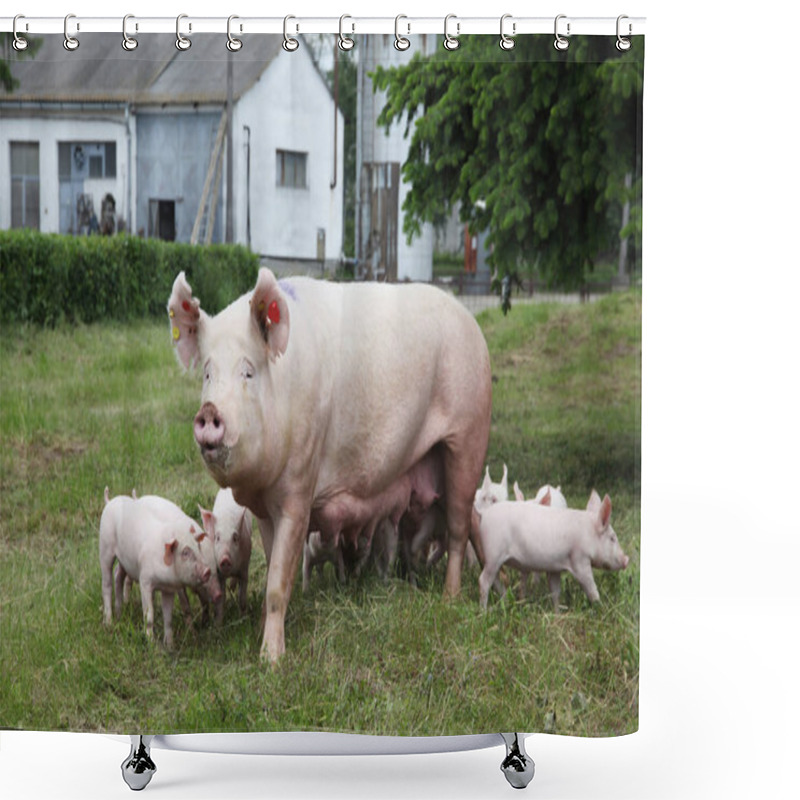 Personality   Piglets Suckling From Fertile Sow On Summer Pasture Shower Curtains