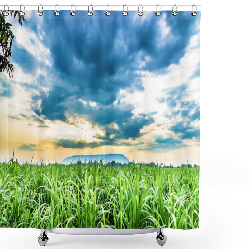 Personality  Sugarcane Plants Grow In Field Shower Curtains