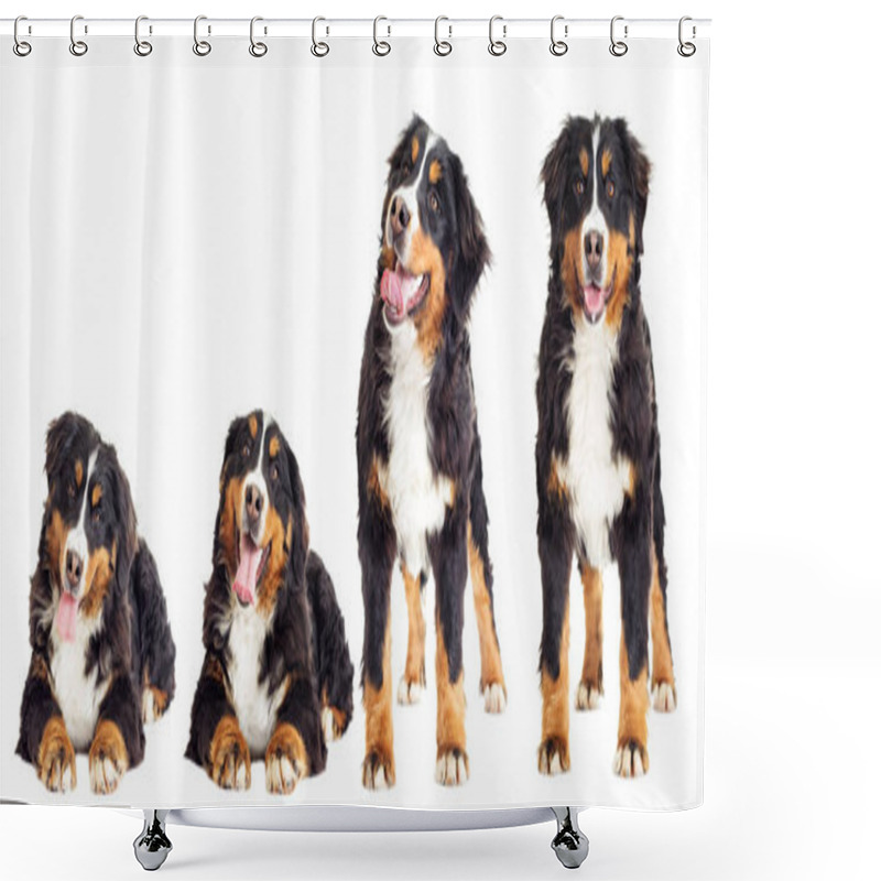 Personality  Bernese Mountain Dog Set  Shower Curtains