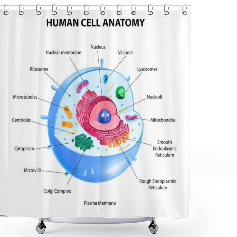 Personality  Human Cell Diagram Shower Curtains