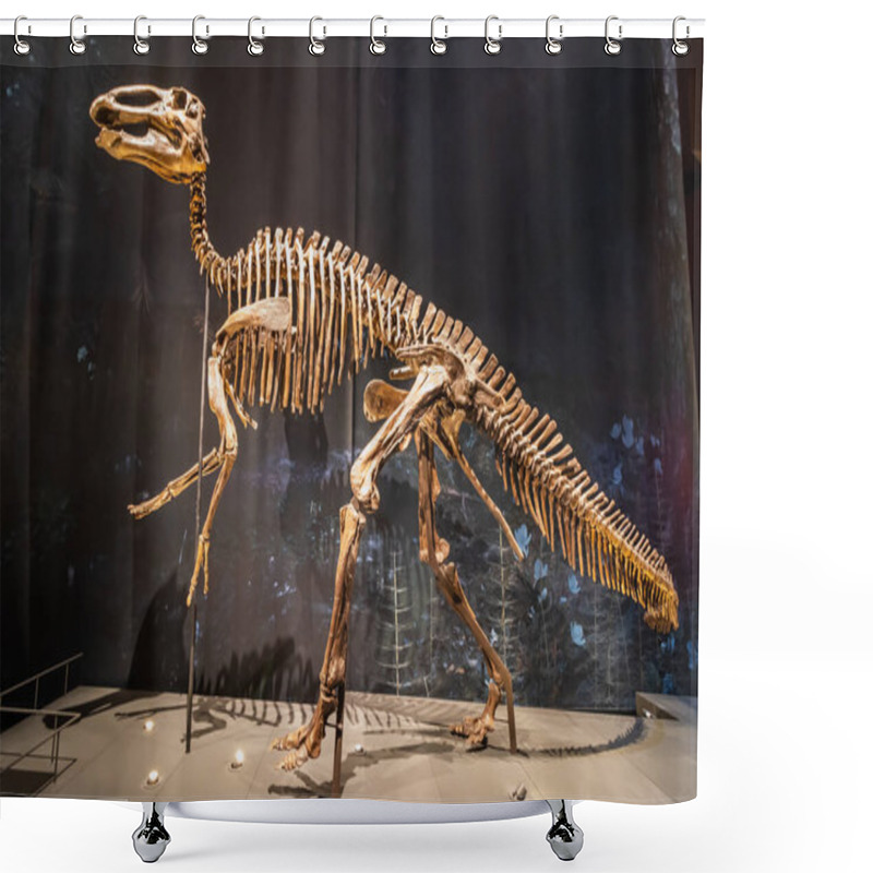 Personality  A Full Skelet From A Dinosaur In Museum. High Quality Photo Shower Curtains