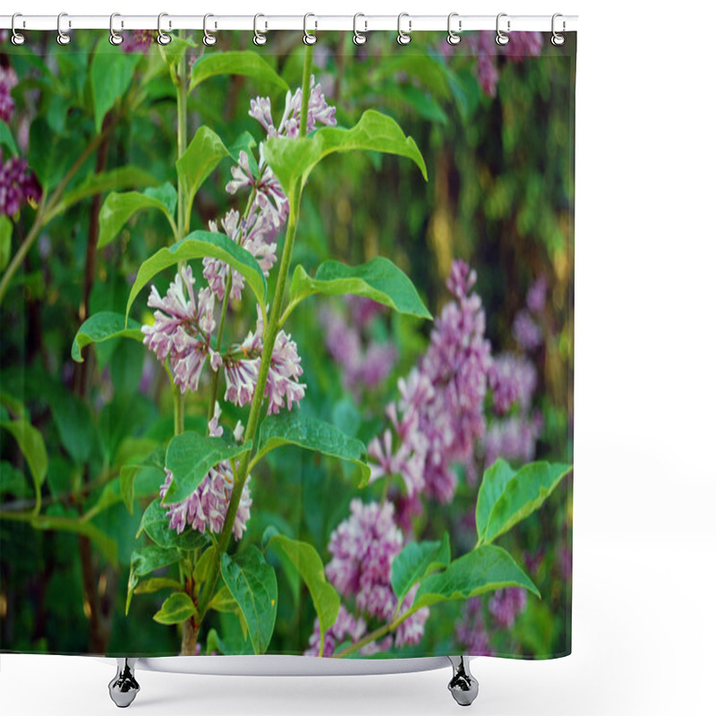 Personality  Spring Flower, Twig Purple Lilac, Syringa Vulgaris Shower Curtains