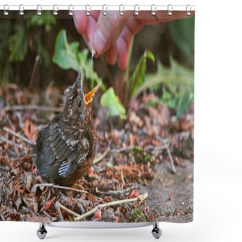 Personality  Young Baby Bird Being Fed Shower Curtains