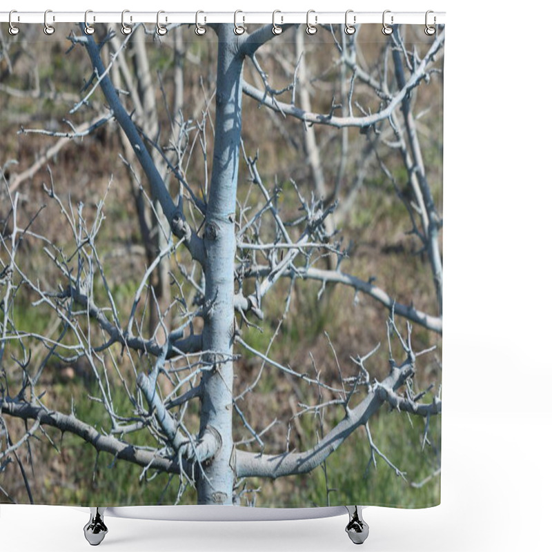 Personality  Branches Of Dwarf Apple Tree Treated With Bordeaux Mixture Shower Curtains