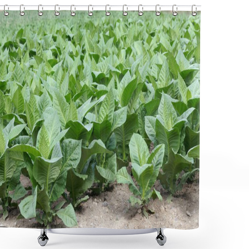 Personality  Tobacco Plants In A Field Shower Curtains