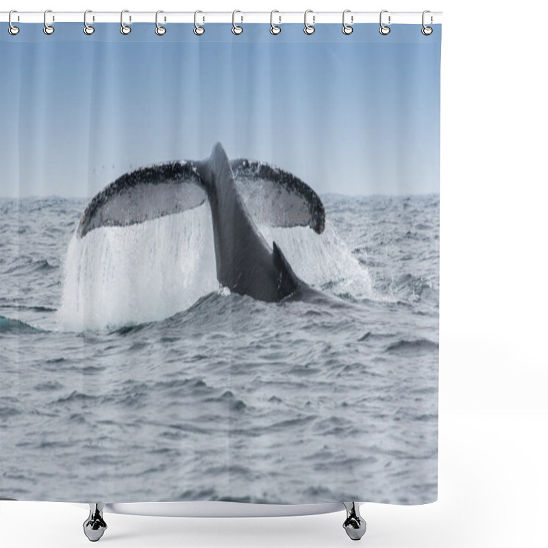 Personality  Humpback Whale In Puerto Lopez, Ecuador Shower Curtains