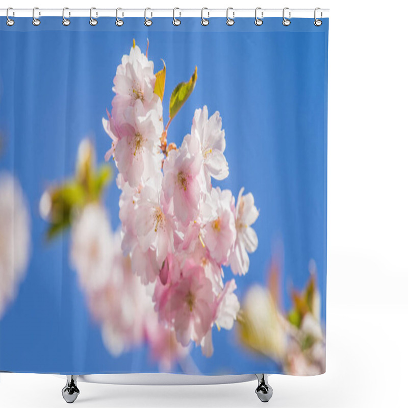 Personality  A Beautiful Blooming Sakura Blossom Close-up On A Blue Sky Background In Spring Shower Curtains