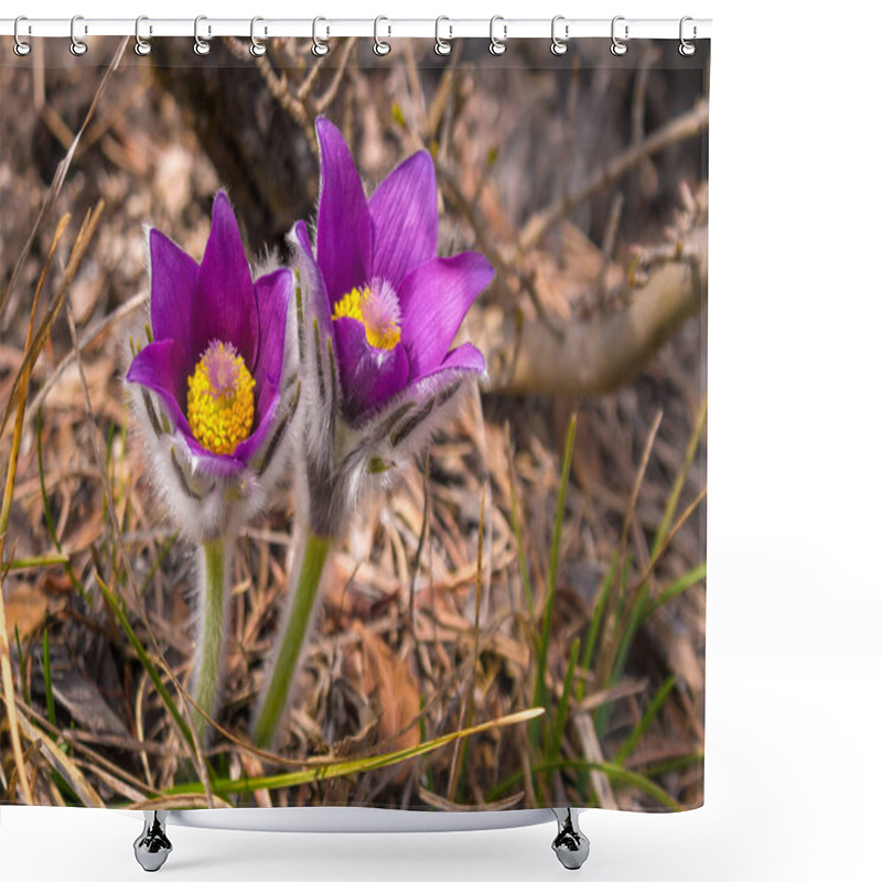 Personality  Purple Pulsatilla Grandis Pasque Flower. Shower Curtains