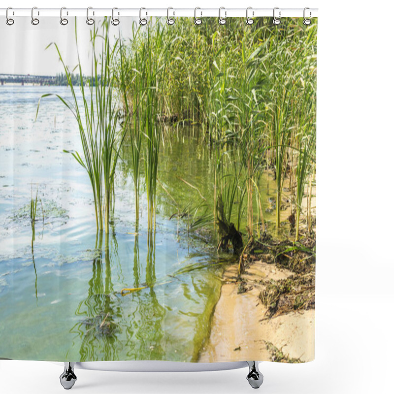 Personality  Dirty River Water And Marshy Reeds Overgrown With Reeds. Pollution Of Rivers In Europe Shower Curtains