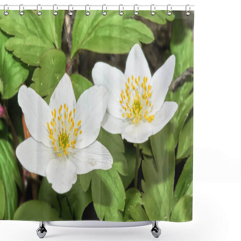 Personality  Two White Flowers - Anemones In Spring Forest. Shower Curtains