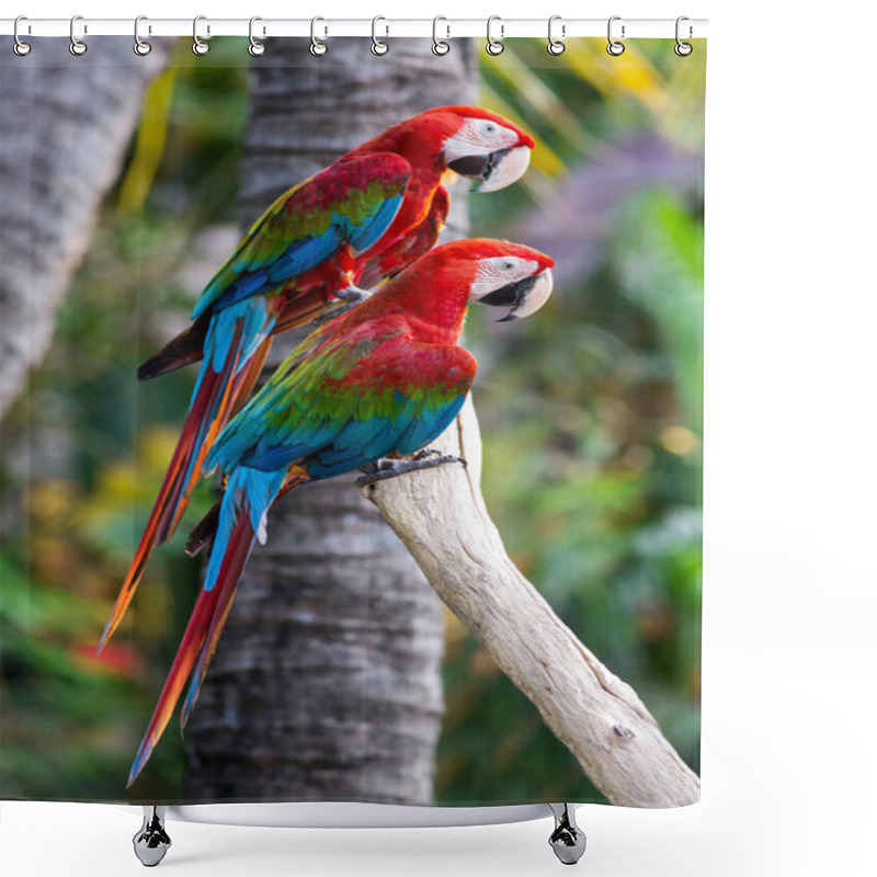 Personality  Portrait Of Macaw Birds In The Zoo Shower Curtains