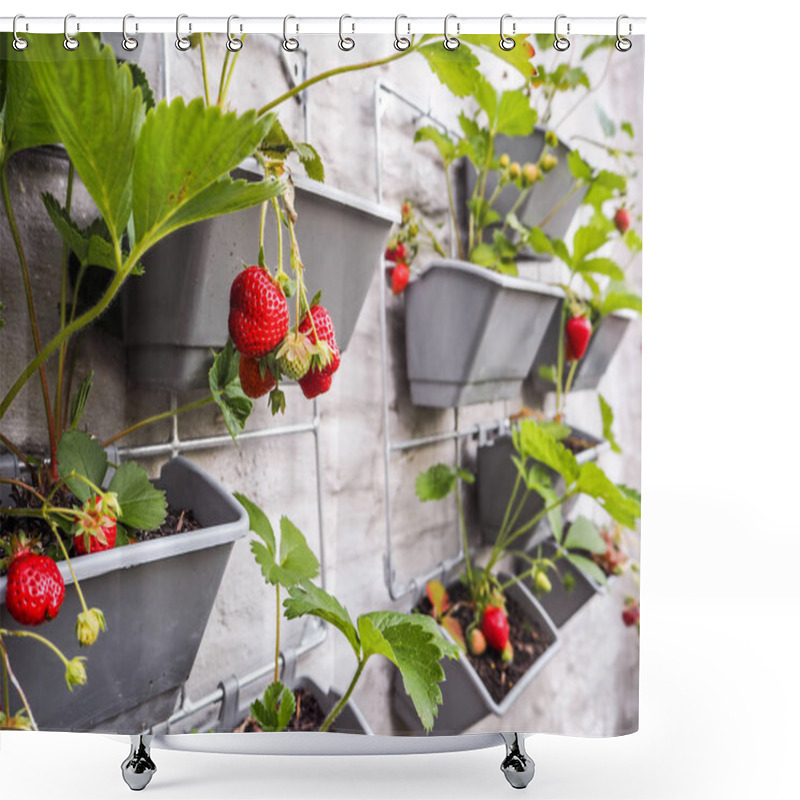 Personality  Ripe And Unripe Strawberries Hanging From Rows Of Strawberry Plants In A Vertical Garden On A Sunny Wall In A Small Patio Shower Curtains