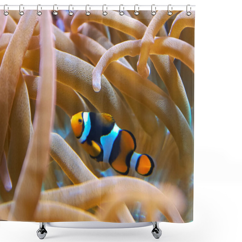 Personality  Extreme Close Up Of A Percula Clown Fish Nestled In Its Host Anemone Shower Curtains