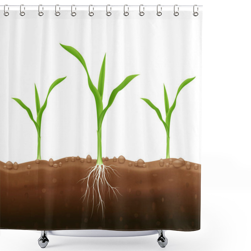 Personality  Corn Seedlings With Underground Roots. Maize Growth Popular Grain Crop That Is Used For Cooking Or Processing As Animal Food. Agriculture Concept. Use Ad The Agricultural Industry. Vector EPS10. Shower Curtains