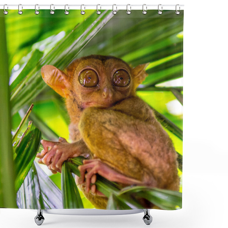 Personality  The Cute Tarsier In Bohol Shower Curtains