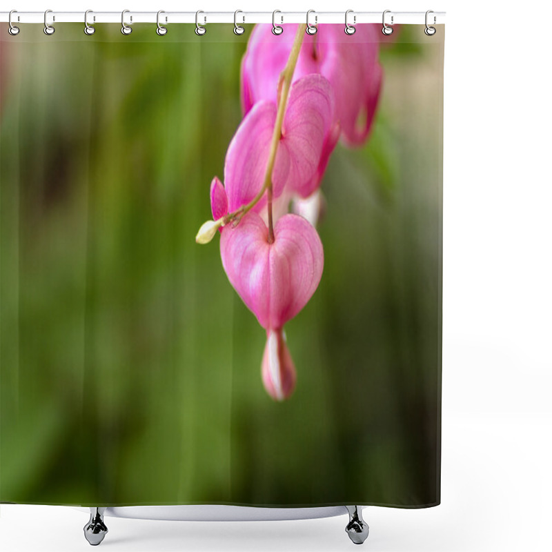 Personality  Bleeding Hearts Shower Curtains