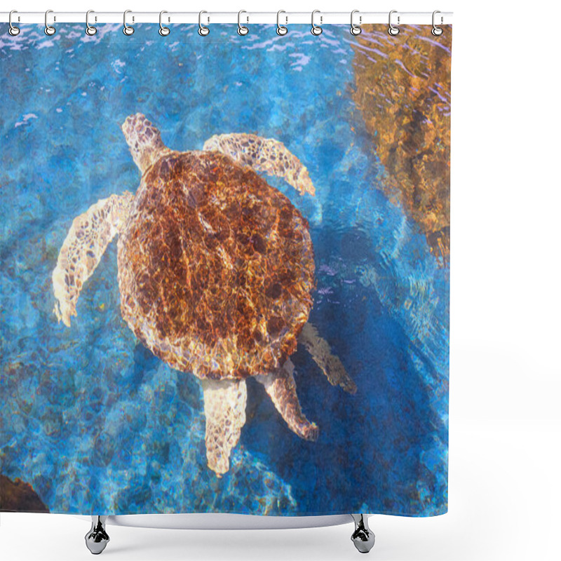 Personality  Big Olive Ridley Turtle Is Swimming Below The Sea Water Surface In A Large Pond At The Marine Aquatic Conservation Center, High Angle View With Copy Space Shower Curtains