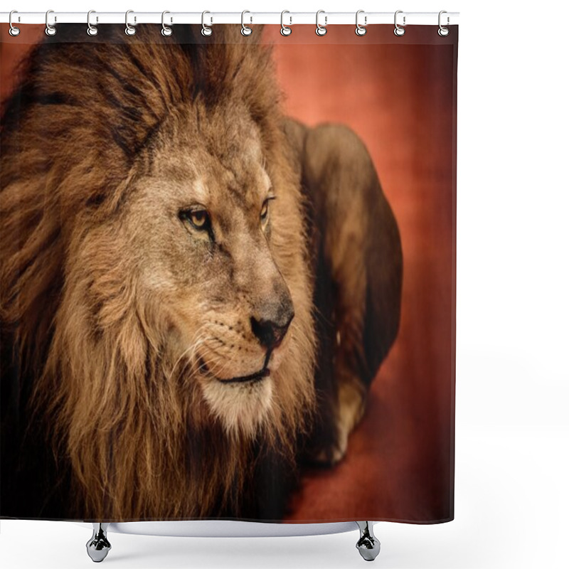 Personality  Lion Lying On The Arena Shower Curtains