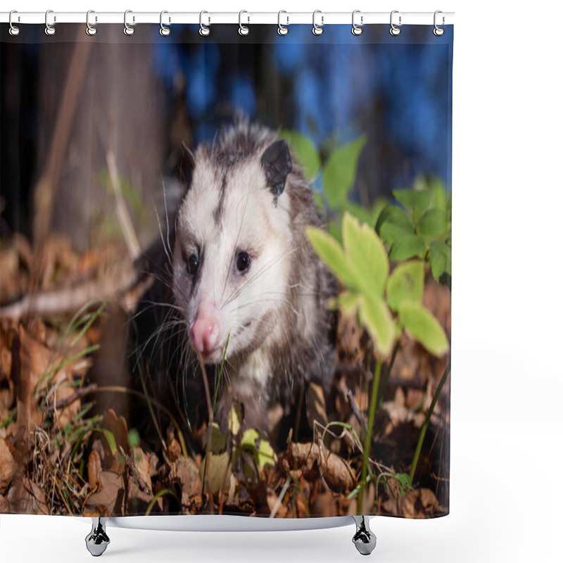 Personality  The Virginia Opossum, Didelphis Virginiana, In Autumn Park Shower Curtains