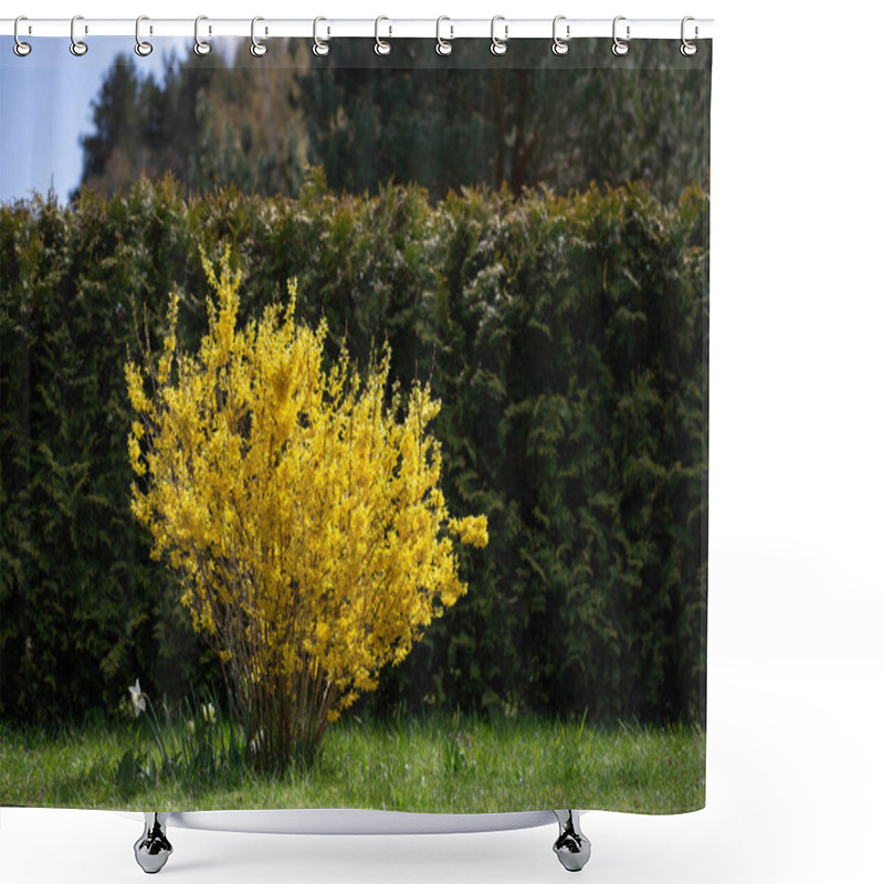 Personality  Bright Yellow Forsythia Bush In Full Bloom Against Lush Green Hedge. Vibrant Symbol Of Early Spring, Forsythia Brings Warmth And Energy To Gardens, Fresh Seasonal Beauty. Landscape With Golden Flowers Shower Curtains