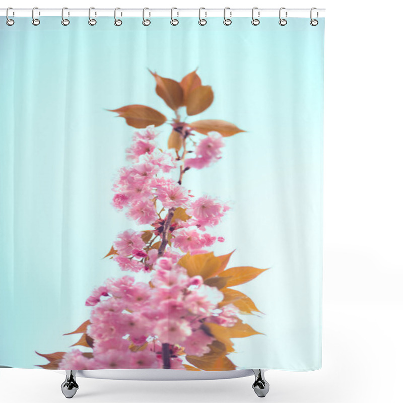 Personality  Pink Cherry Blossoms Against A Blue Sky Shower Curtains