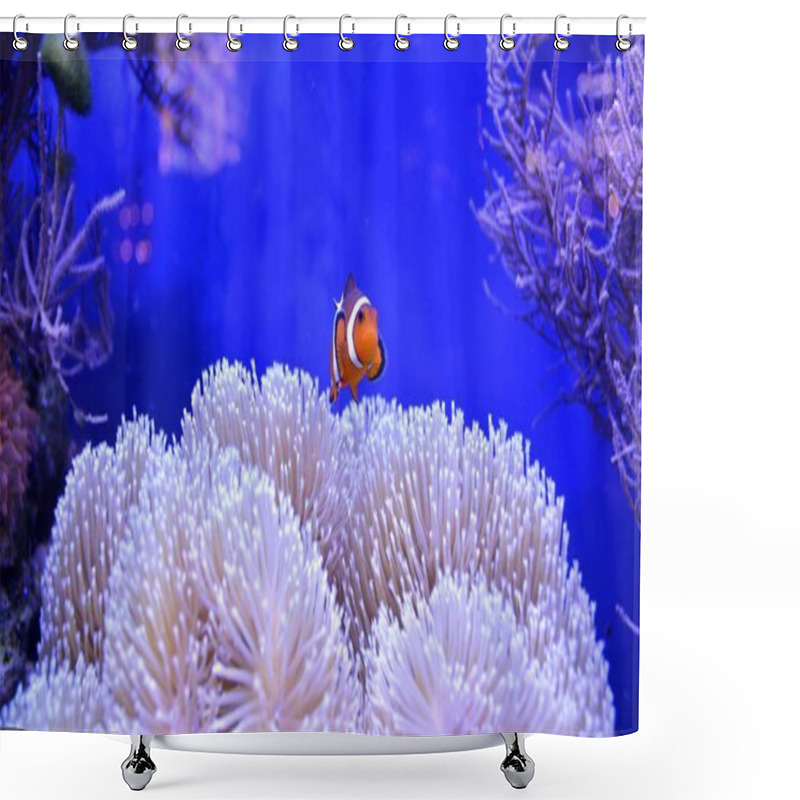 Personality  Clownfish, Amphiprioninae, In Aquarium Tank With Reef As Background. Shower Curtains