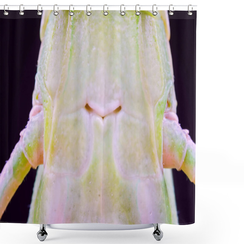 Personality  Atractomorpha Sinensis In The Wild, North China Shower Curtains