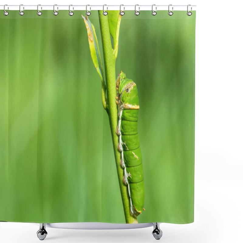 Personality  Butterfly Caterpillar Eating Kaffir Lime Leaves. Shower Curtains