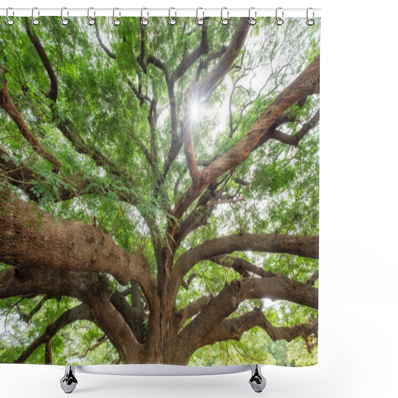 Personality  Big Rain Tree Branch Shady Shower Curtains