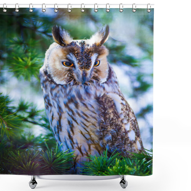 Personality  Forest And Owl. Pine Tree. Bird: Long Eared Owl. Asio Otus. Nature Background.  Shower Curtains