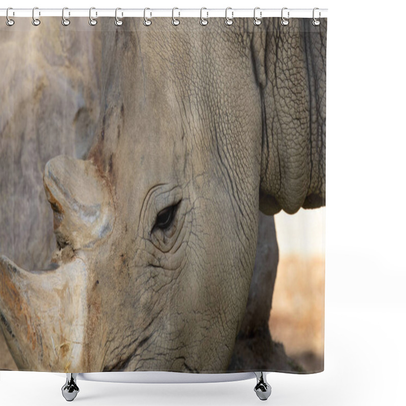 Personality  The Southern White Rhino, Ceratotherium Simum, Grazes On Grasses. Photo Taken In A Wildlife Reserve, South Africa. Shower Curtains