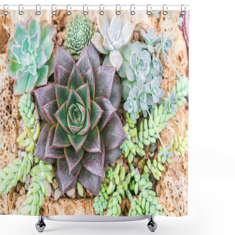 Personality  Beautiful Small Cactus Field . Shower Curtains