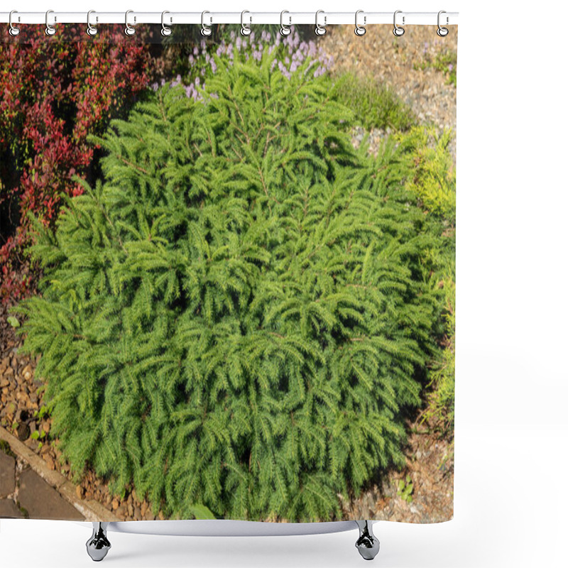 Personality  A Miniature Dwarf Fir Tree In The Coniferous Garden. Picea Abies Little Gem With Pale Green Spring Vegetation. Flower Wallpape Shower Curtains