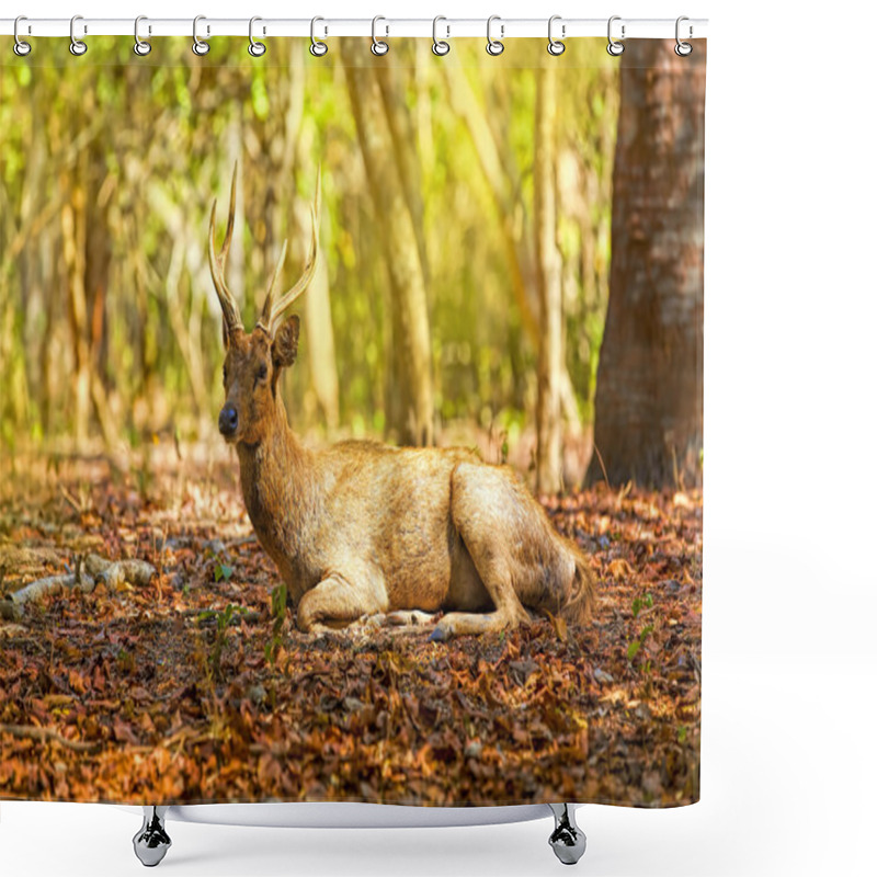 Personality  Komodo Deer Shower Curtains