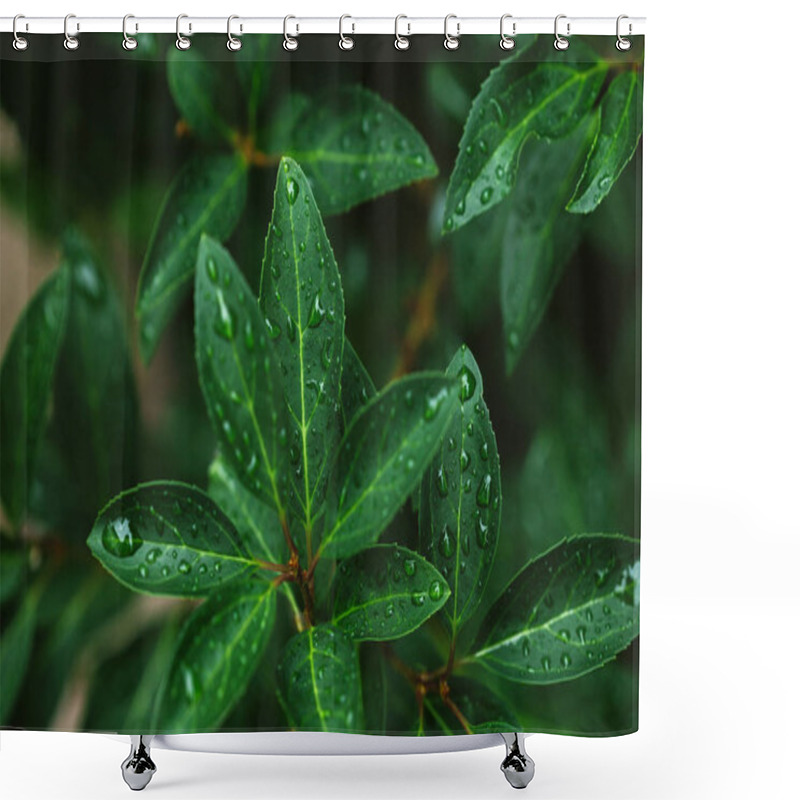 Personality  Close Up Of Green Leaves With Water Drops After Rain Shower Curtains