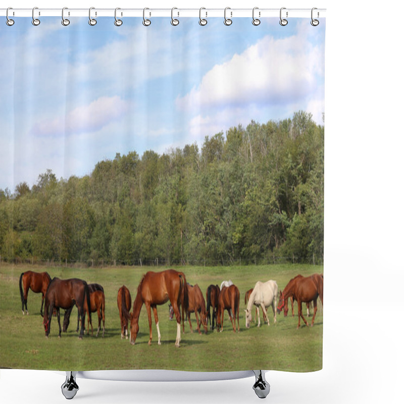 Personality  Young Mares And Foals Grazing On The Pasture Summertime Shower Curtains