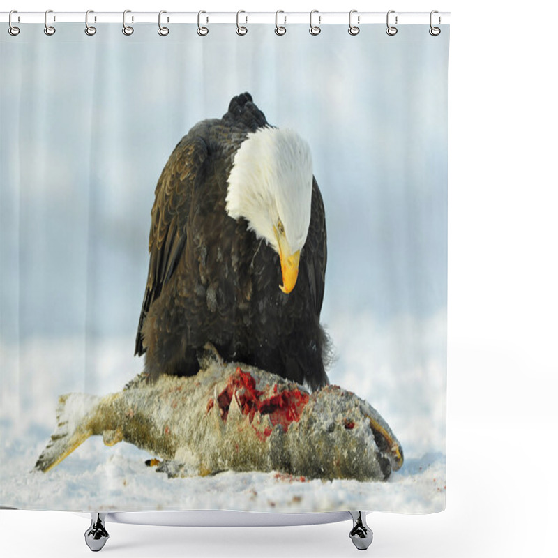 Personality  The Bald Eagle ( Haliaeetus Leucocephalus Shower Curtains