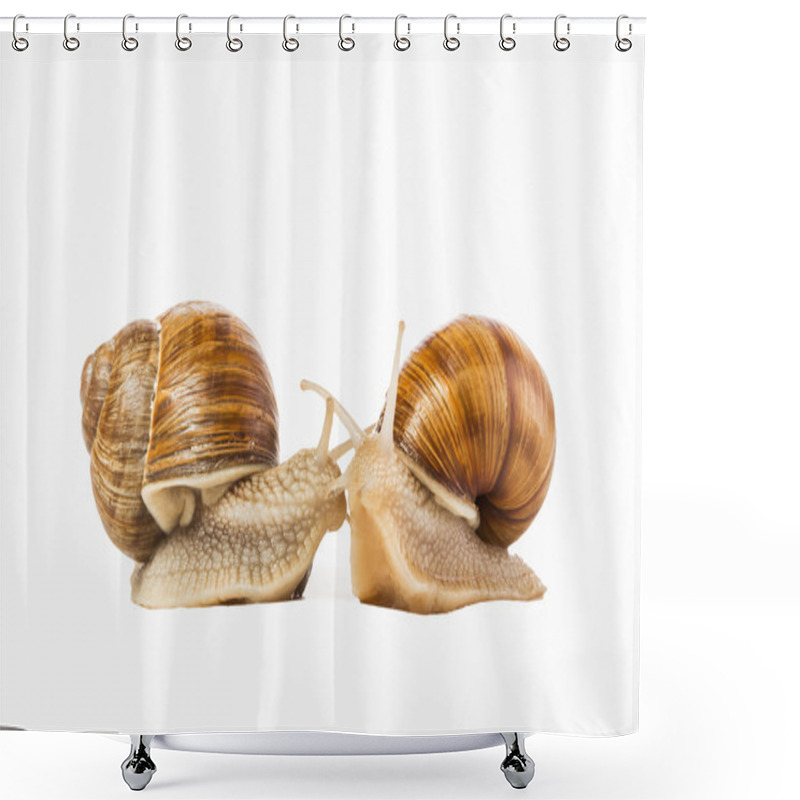 Personality  Two Snails Drawn Isolated On A White Background. Shower Curtains