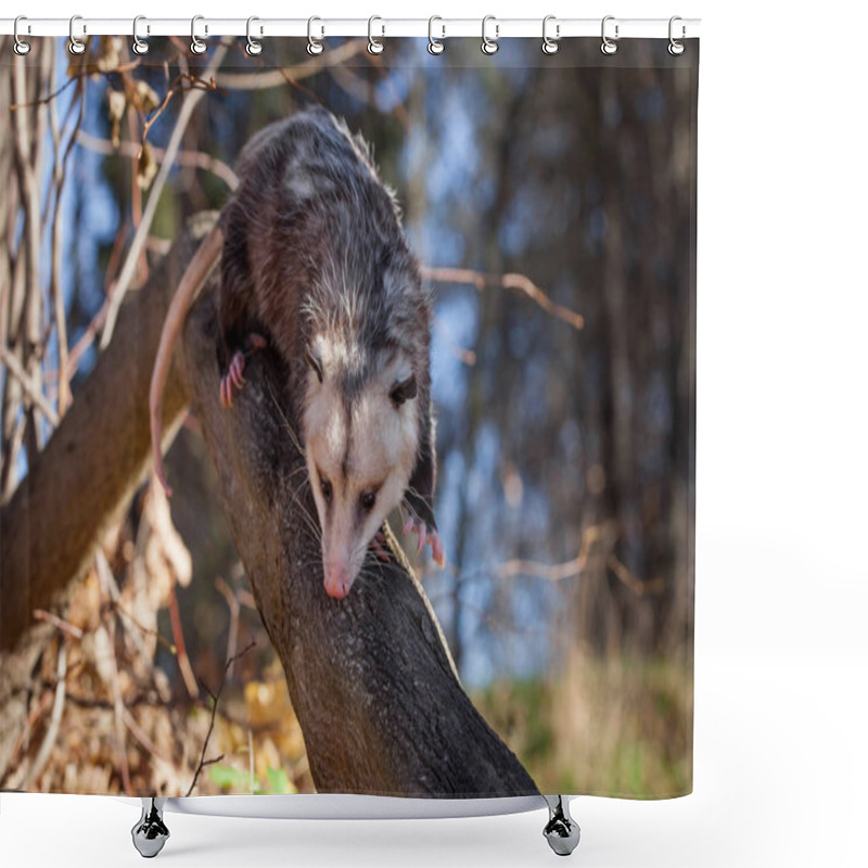 Personality  The Virginia Opossum, Didelphis Virginiana, In Autumn Park Shower Curtains