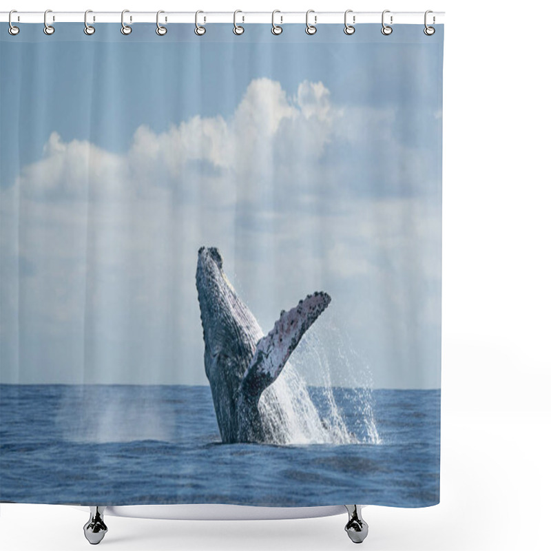 Personality  Humpback Whale Breaching In Cabo San Lucas Shower Curtains