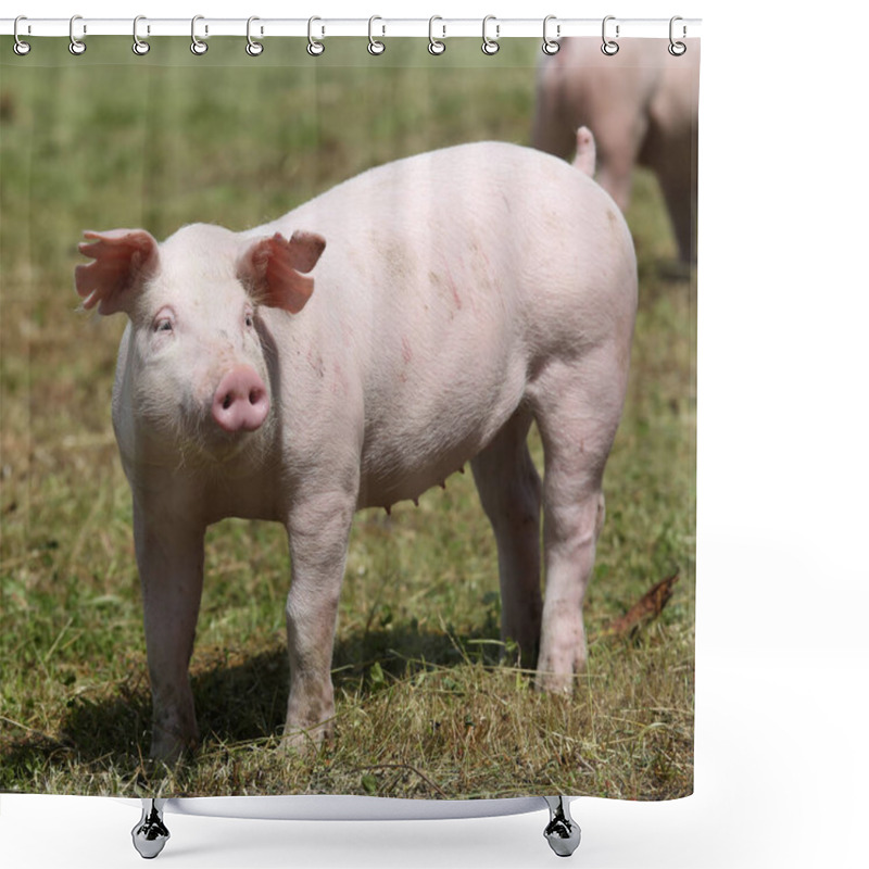 Personality  Piglet Graze Free On The Farm Summertime Shower Curtains