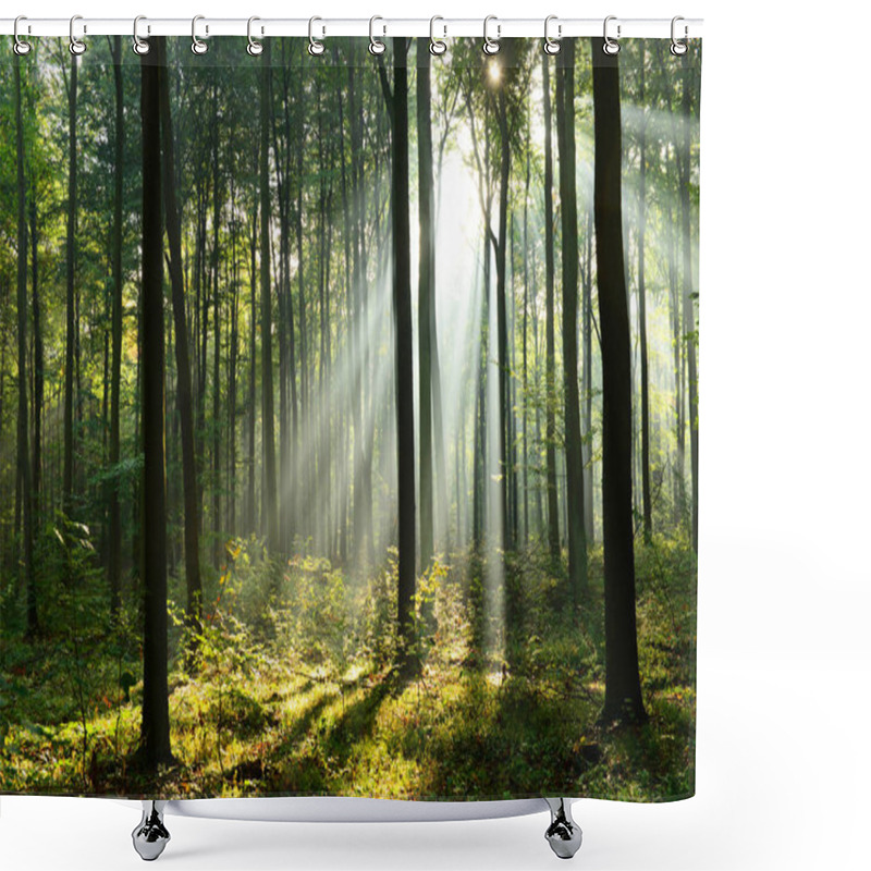 Personality  Beautiful Morning Sunbeams In Misty Forest Shower Curtains