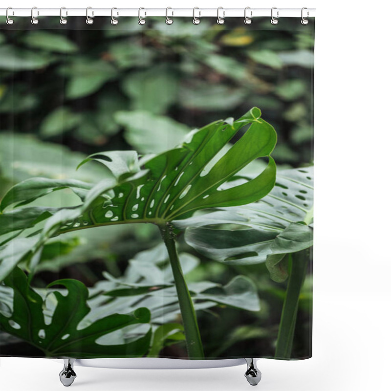 Personality  Selective Focus Of Green Exotic Palm Leaves Shower Curtains