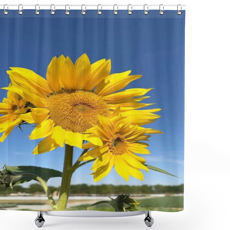 Personality  Vertical Screen :Sunflower Blooms Flourish In Vibrant Biofarm, Sustaining Thriving Ecosystem. Yellow Sunflower Petals Reflect Harmony Within Biofarm Environment, Supporting Balanced Ecosystem Life. Shower Curtains